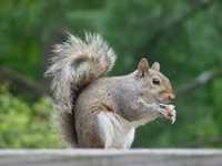 Squirrel Animal Totems